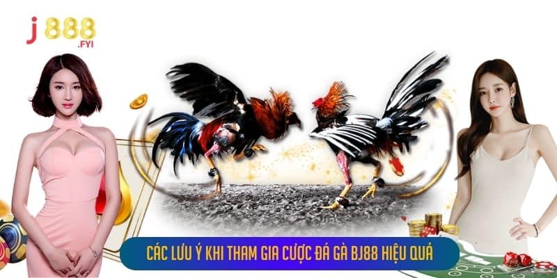 Các Lưu Ý Khi Tham Gia Cược Đá Gà Bj88 Hiệu Quả